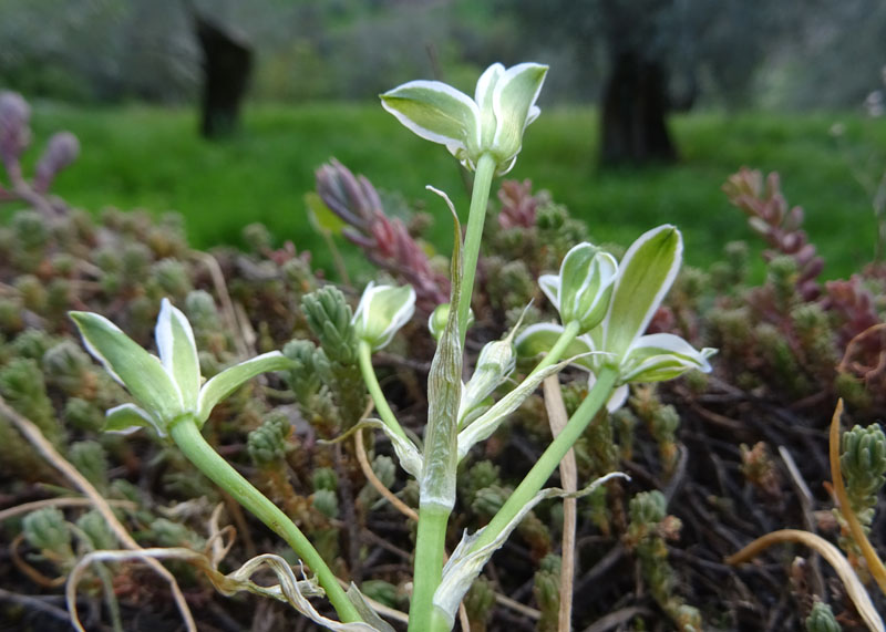 Ornithogalum sp. -Asparagaceae